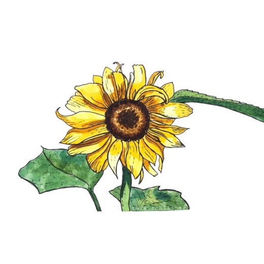 Tekening zonnebloem