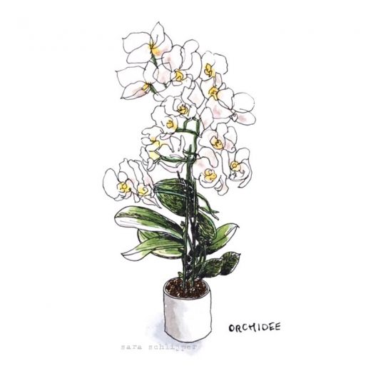 Tekening orchidee
