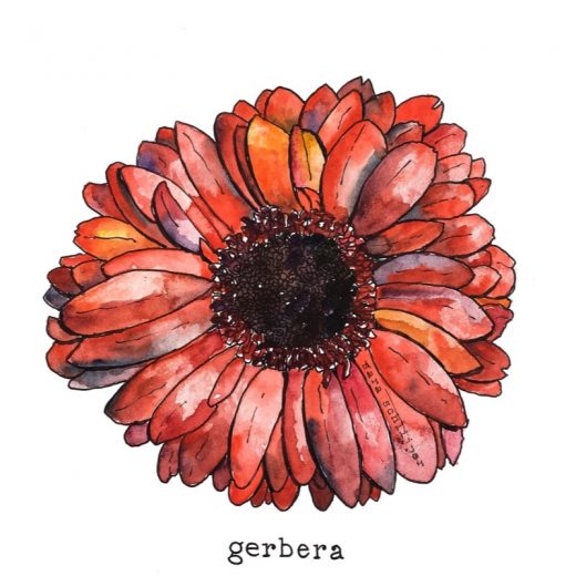 Tekening rode gerbera