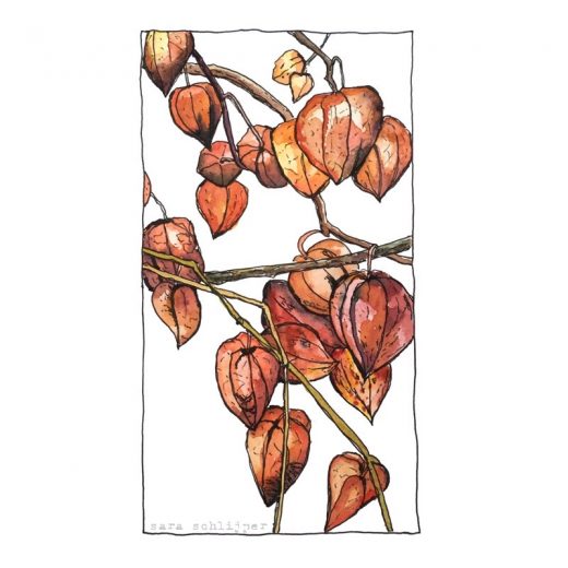Tekening lampionplant