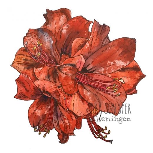 Tekening amaryllis