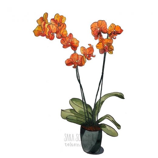 Tekening orchidee