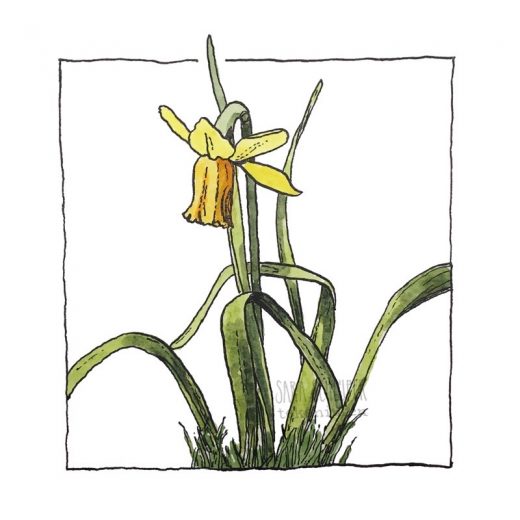 Tekening narcis