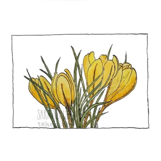 Tekening gele krokussen