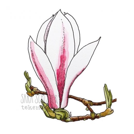 Tekening wit-roze magnolia