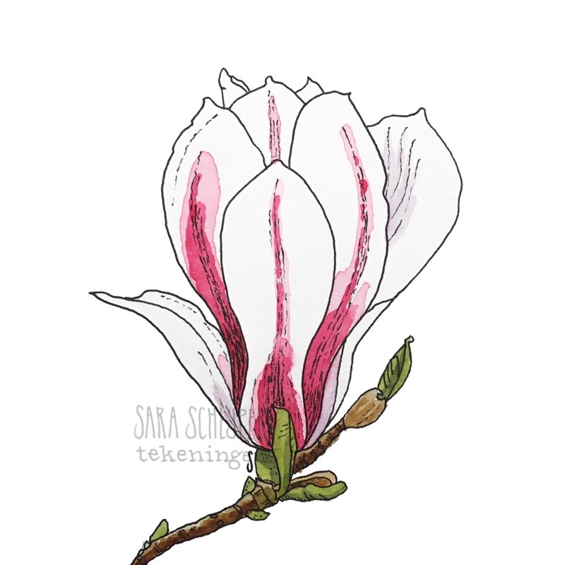 Tekening wit-roze magnolia