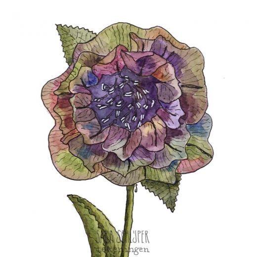 Tekening helleborus