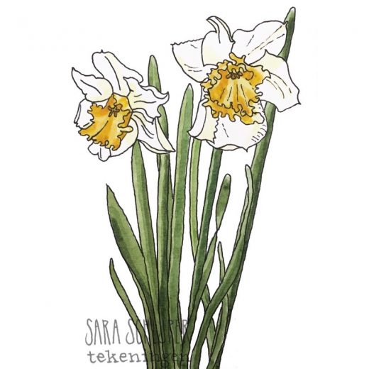 Tekening narcissen