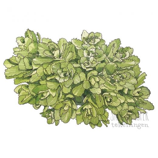 Tekening sedum