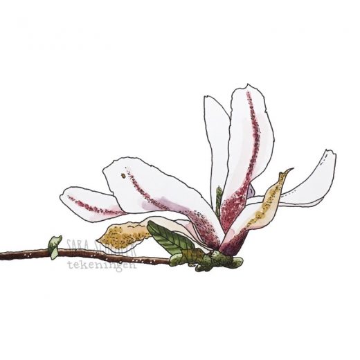 Tekening wit-roze magnolia (5)