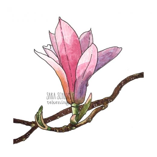 Tekening roze magnolia