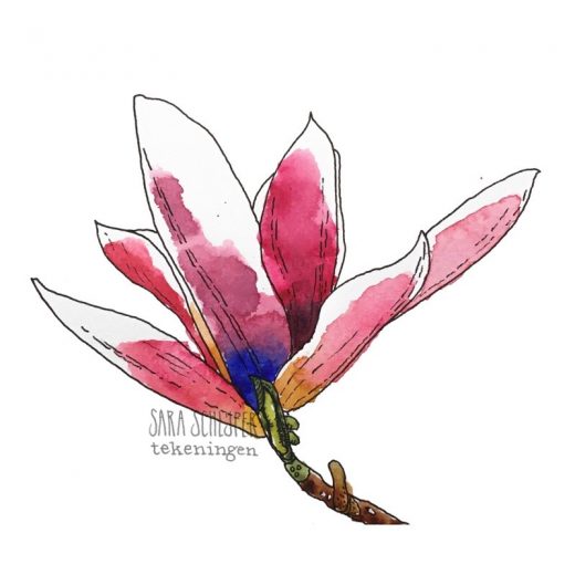 Tekening roze magnolia