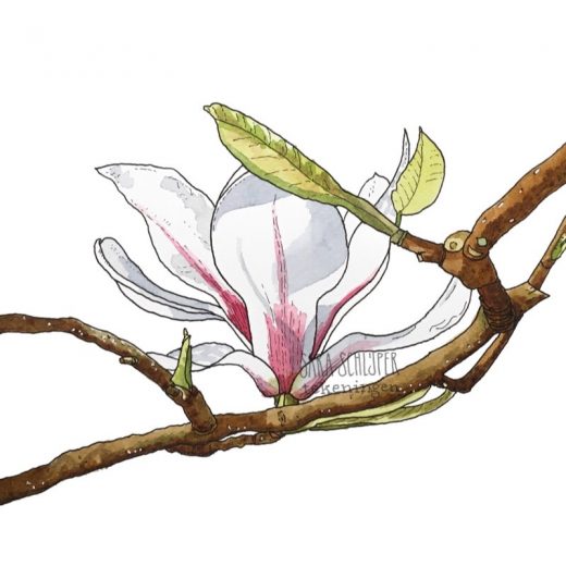 Tekening wit-roze magnolia