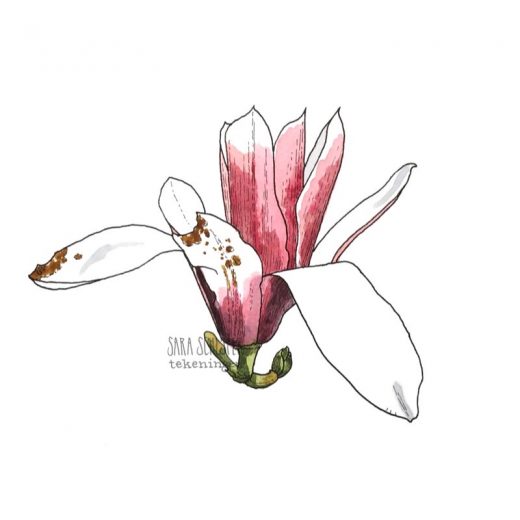 Tekening roze magnolia