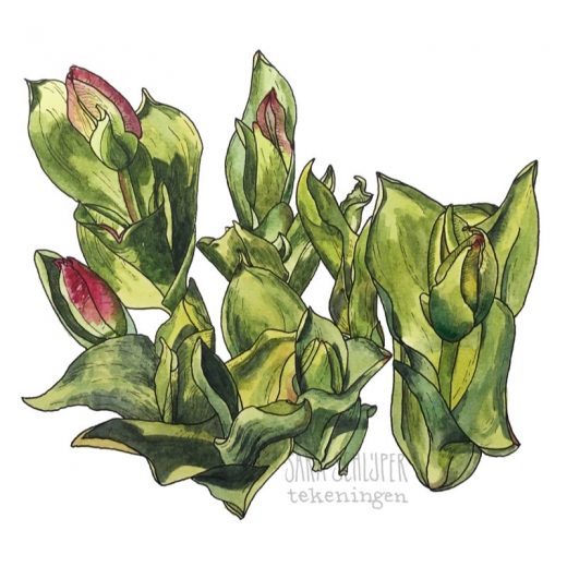Tekening tulpen (1)