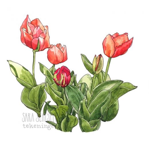Tekening tulpen (2)