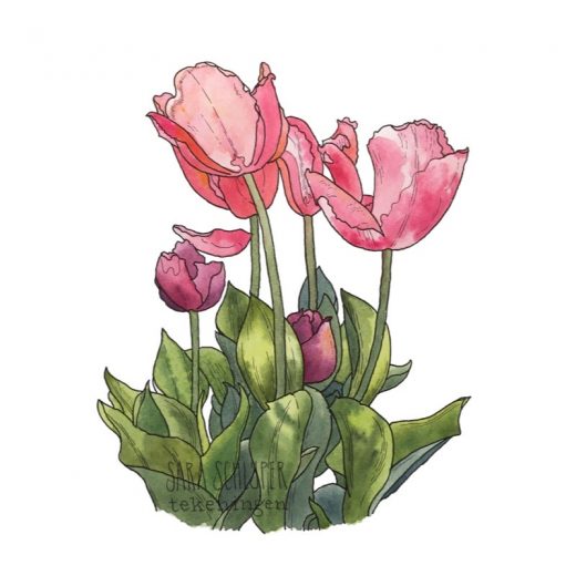 Tekeningen tulpen (4)