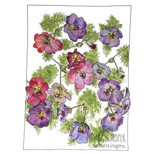 Tekening paarse geranium
