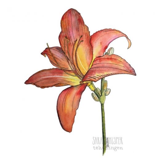 Tekening daglelie