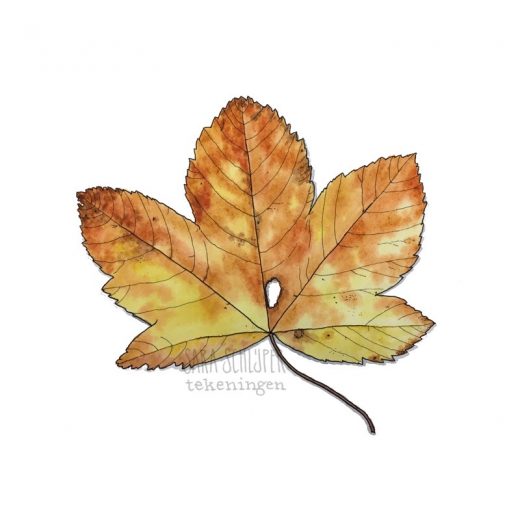 Tekening esdoornblad