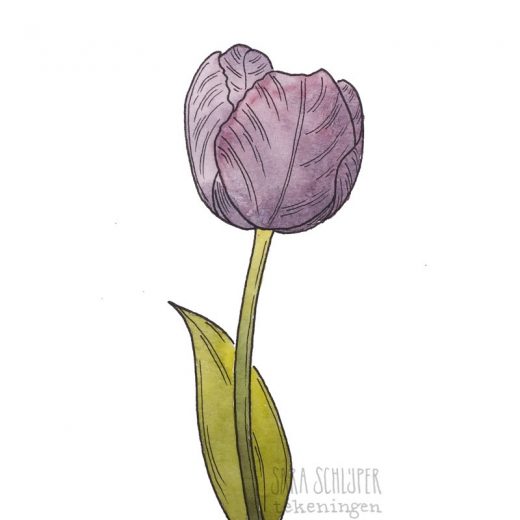 tekening paarse tulp