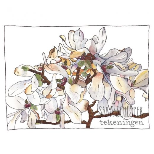 Tekening witte magnolia
