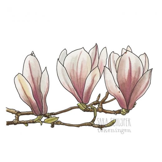 Tekening witte magnolia