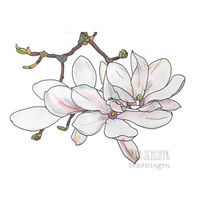 tekening witte magnolia