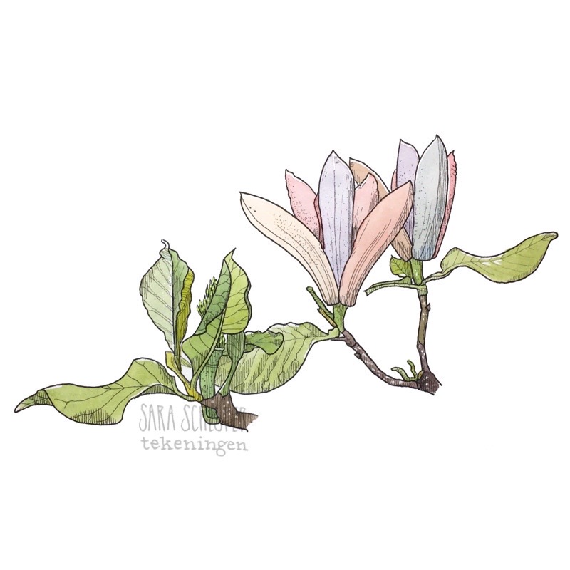 tekening roze magnolia