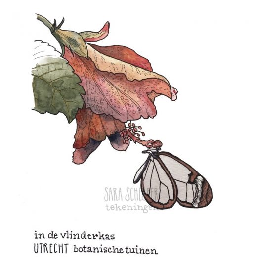 Tekening vlinder in de vlinderkas van de Botanische tuinen in Utrecht