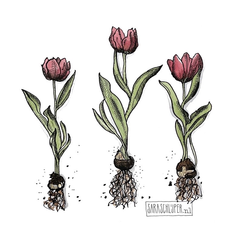 tekening tulpen