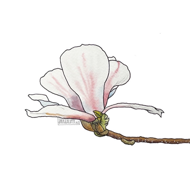 tekening magnolia