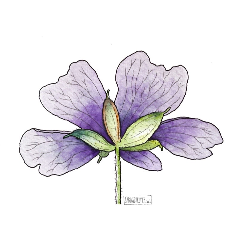 Tekening paarse geranium