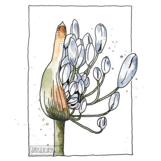 tekening bloem: agapanthus