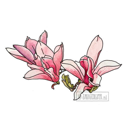Tekening roze magnoliabloemen