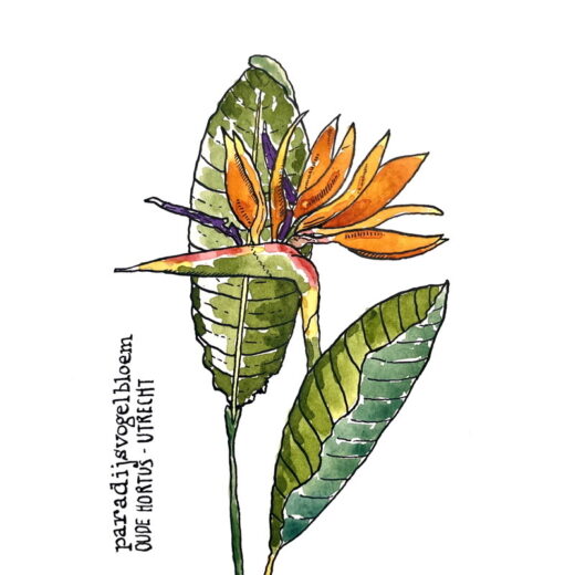 Tekening paradijsvogelbloem in de Oude Hortus in Utrecht