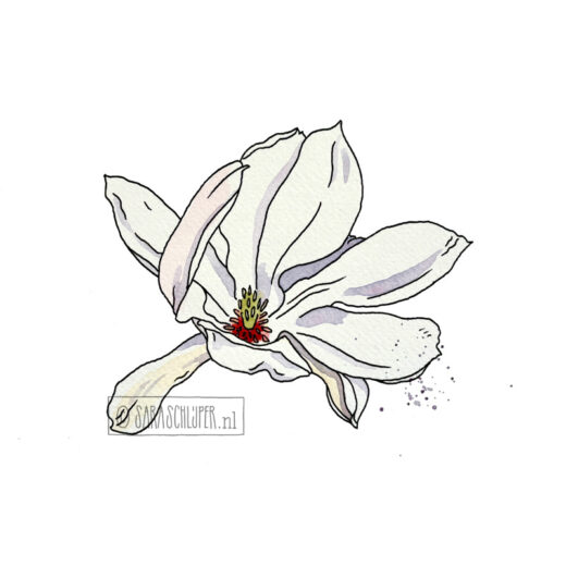 Tekening witte magnolia