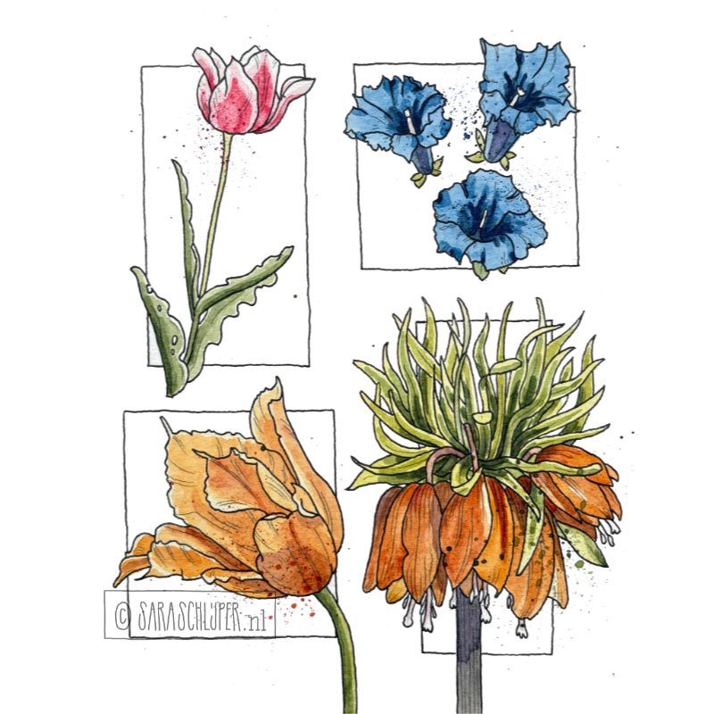 Tekening bloemen in de Botanische tuinen van de Universiteit Utrecht