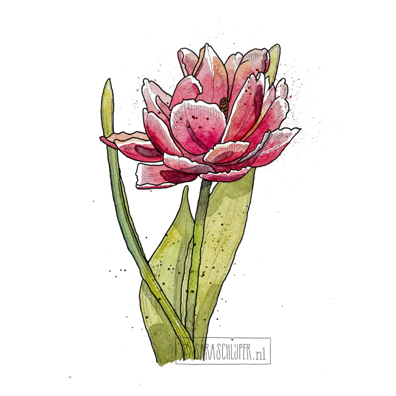 Tekening roze-witte tulp